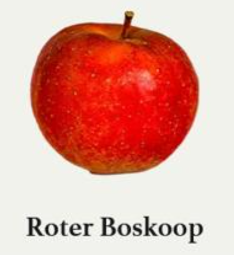 BW-Apfel Roter Boskop, 12 kg Kiste