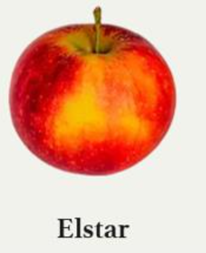 BW-Apfel Braeburn, 12 kg Kiste