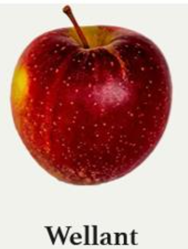 BW-Apfel Wellant, 12 kg Kiste
