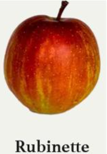 BW-Apfel Rubinette, 12 kg Kiste